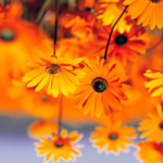 proverka@example.com